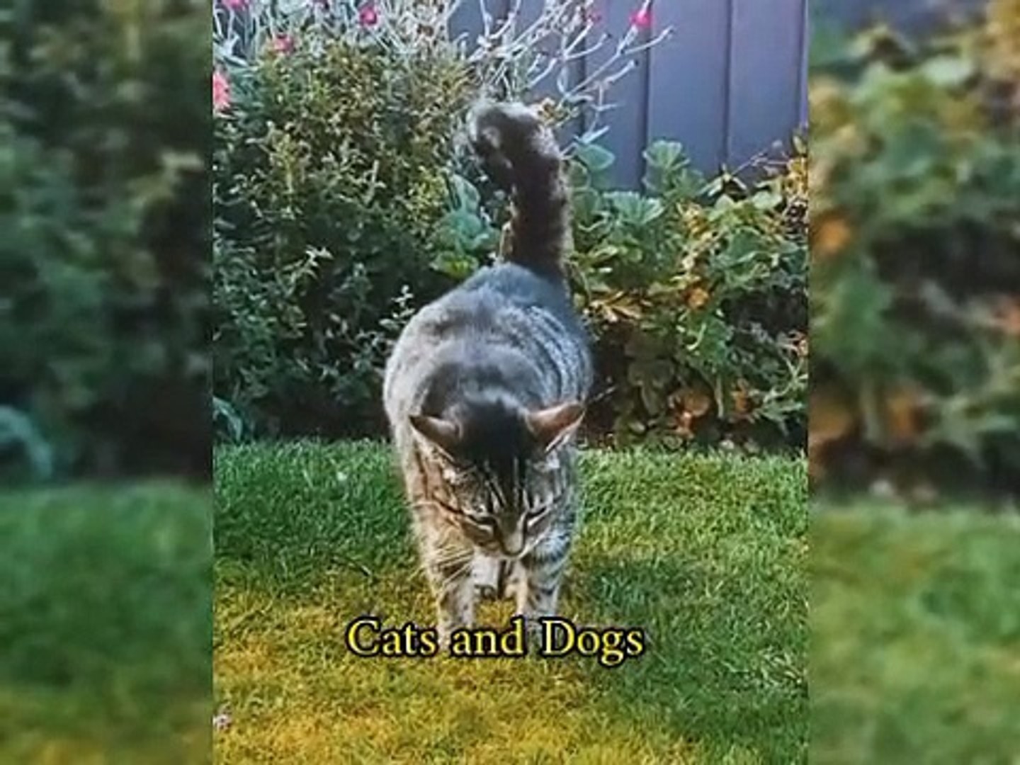 Funny animals - Funny cats / dogs - Funny animal