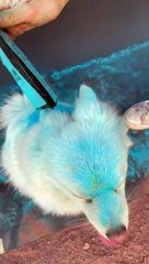 cute japanese viral puppy#viralshorts