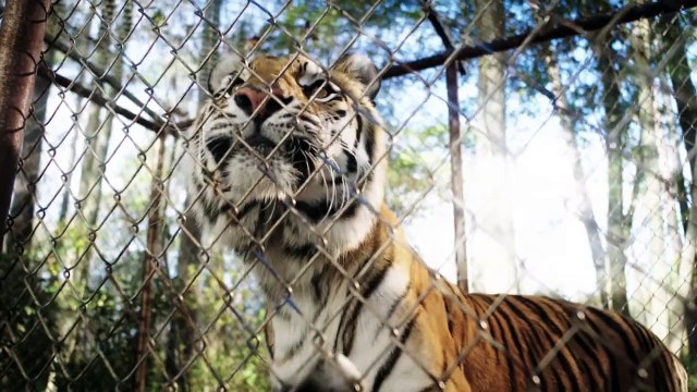 Le tigre et l'enfant Bande-annonce (RU)