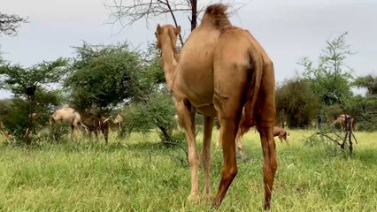 تعرف على مراسيم إثبات الأسر الموريتانية ملكية مواشيها