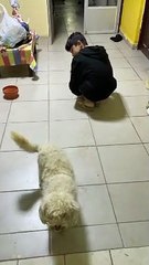 Puppy Gracefully Imitates Its Owner