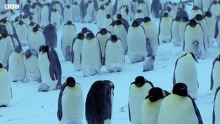 Baby Penguin Must Find Mother Before Freezing  Snow Chick A Penguin's Tale  BBC Earth