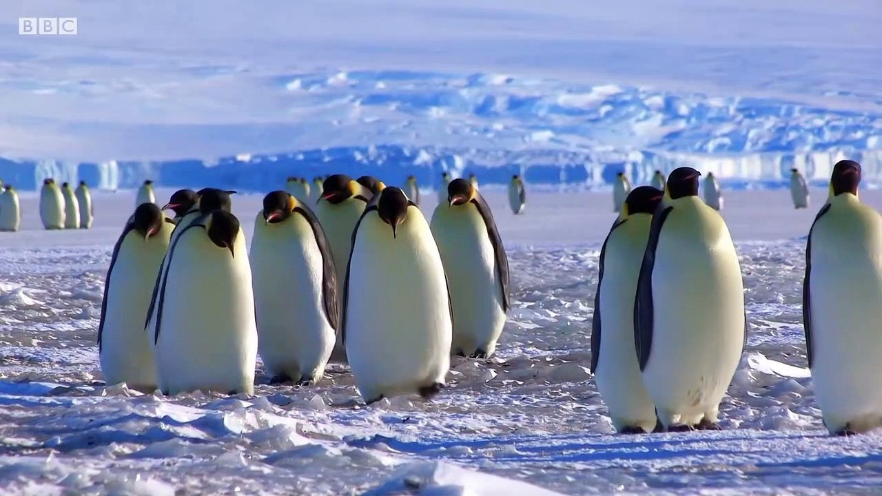 Baby Penguin Transfer  Snow Chick A Penguin's Tale  BBC Earth