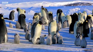 Baby Penguin Tries To Make Friends  Snow Chick A Penguin's Tale  BBC Earth