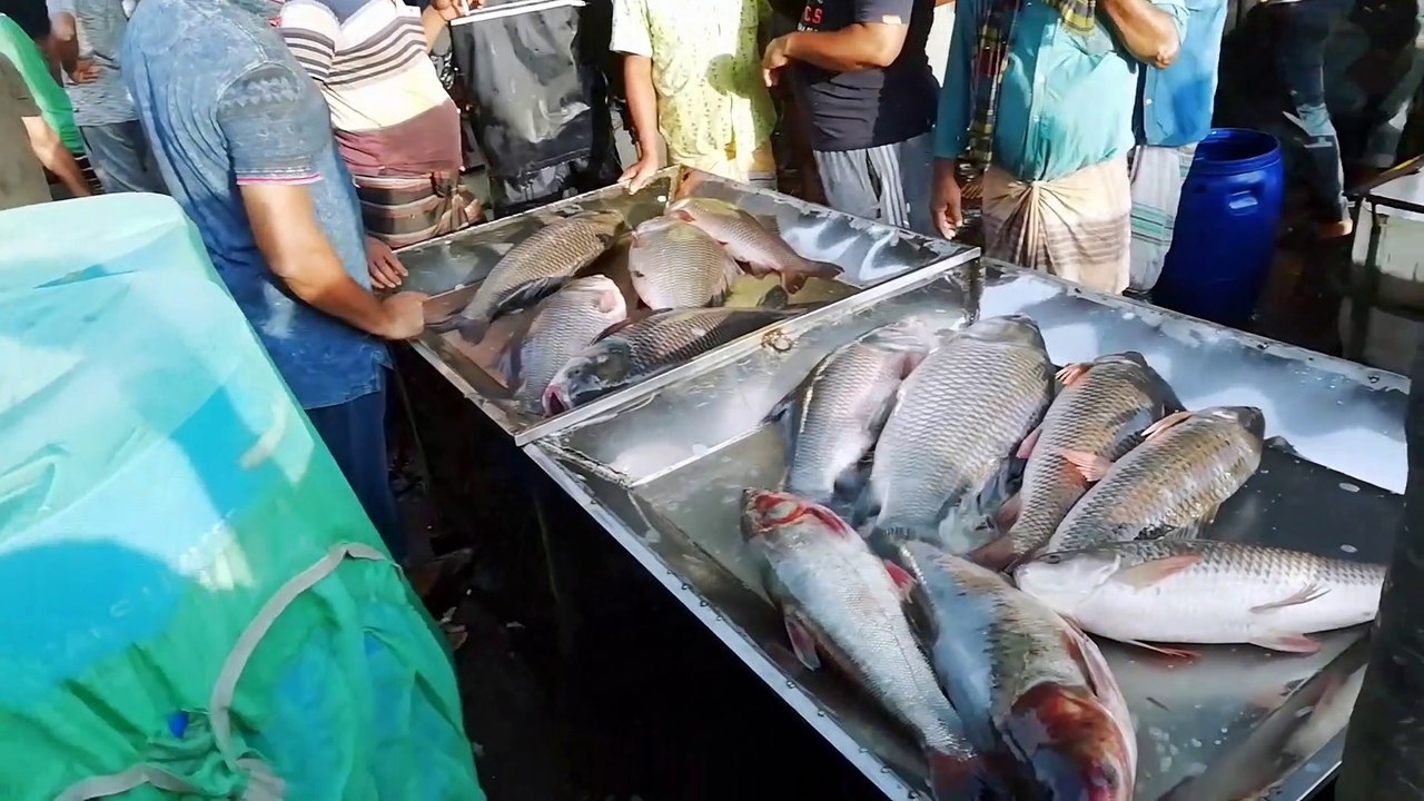 New Fish Video | Big Fish Video | Fishing Videos | Fish Catching | Fish Fish Video | Amazing Fish