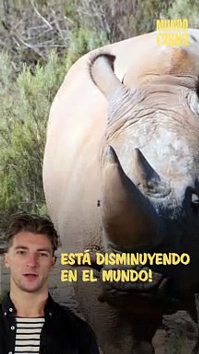 Buena noticia: la caza de rinocerontes por sus cuernos ha disminuido en el mundo