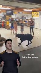 Este perrito no pudo ocultar su emoción al ver a su dueño tras 8 meses separados