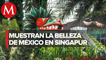 Exposición mexicana ‘Hanging Gardens Mexican Roots’ llega a Singapur