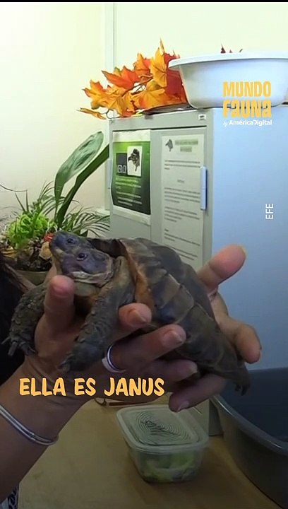 Janus, la tortuga de dos cabezas, celebra su 25 cumpleaños