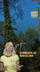 Un helicóptero rescata a un caballo atrapado en una zanja