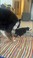 Puppy Meets Her New Sister