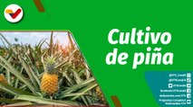 Cultivando Patria | Finca La Llanada en el estado Lara cuenta con 150 hectáreas cultivadas de piña