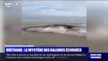 Le mystère des baleines échouées en Bretagne