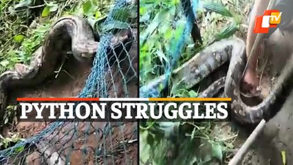 Watch: Giant Python Struggles After Getting Stuck In Net In Dhenkanal Village, Odisha