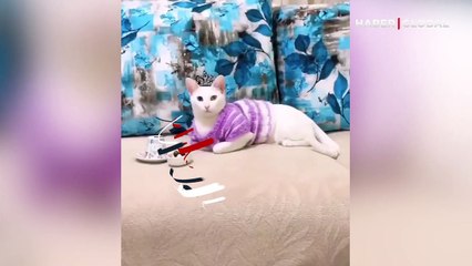 Ev kedisi olmanın hakkını verdi: Gülümseten anlar kamerada