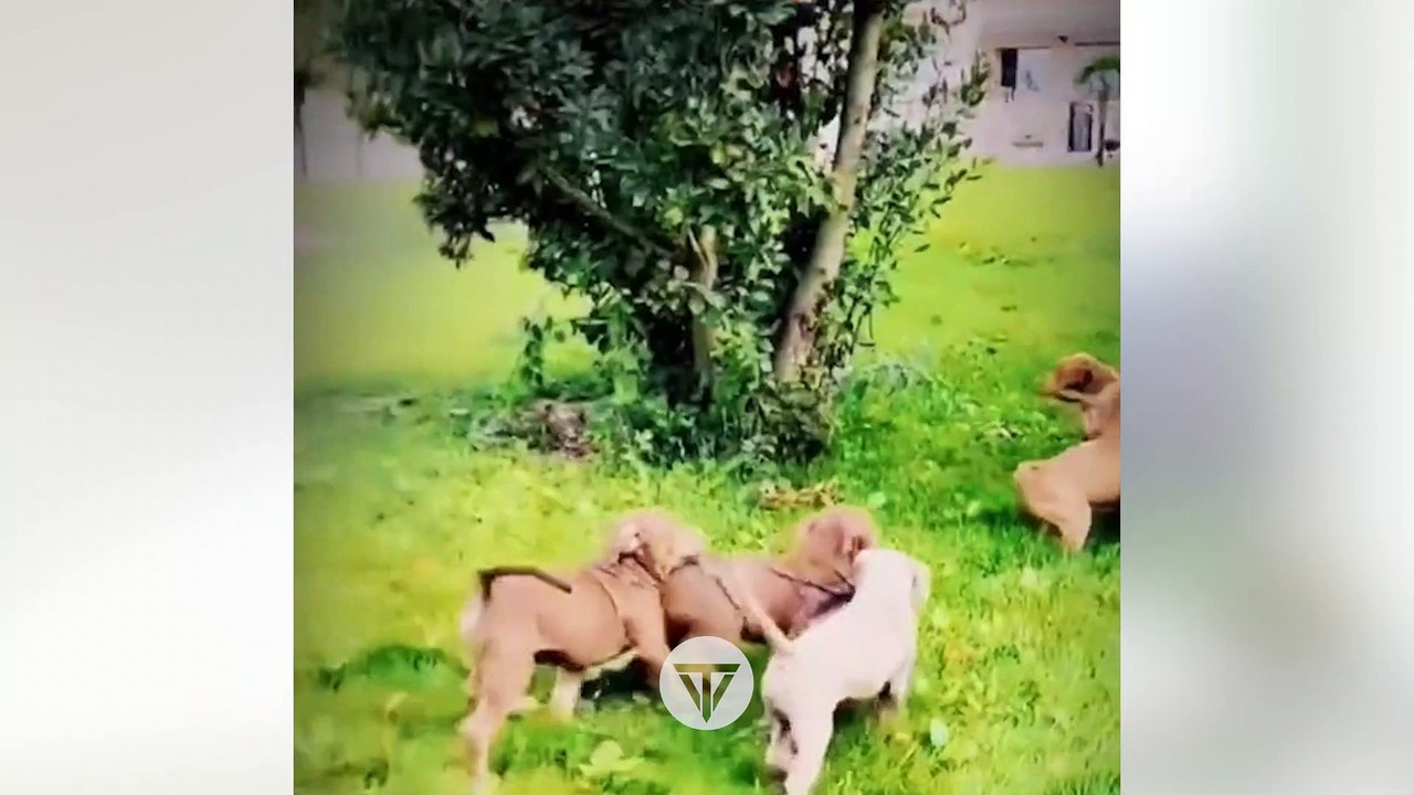 #funniest #animals #videoshorts Videos#cutest #cats and #crazy #dogs #toocute #doglovers #2022