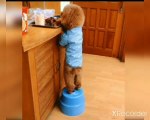 kid's masti- funny videos#6 |cats and dogs masti karte hua