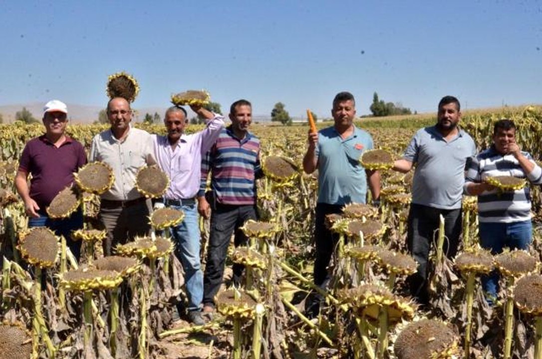 Kahramanmaraş haberi! Elbistan'da "siyah altın"...