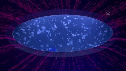 Denizanalarını ışık ve müzikle buluşturan akvaryum