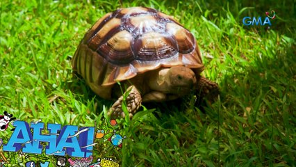 Mga tortoise, mas kilalanin natin! | AHA!