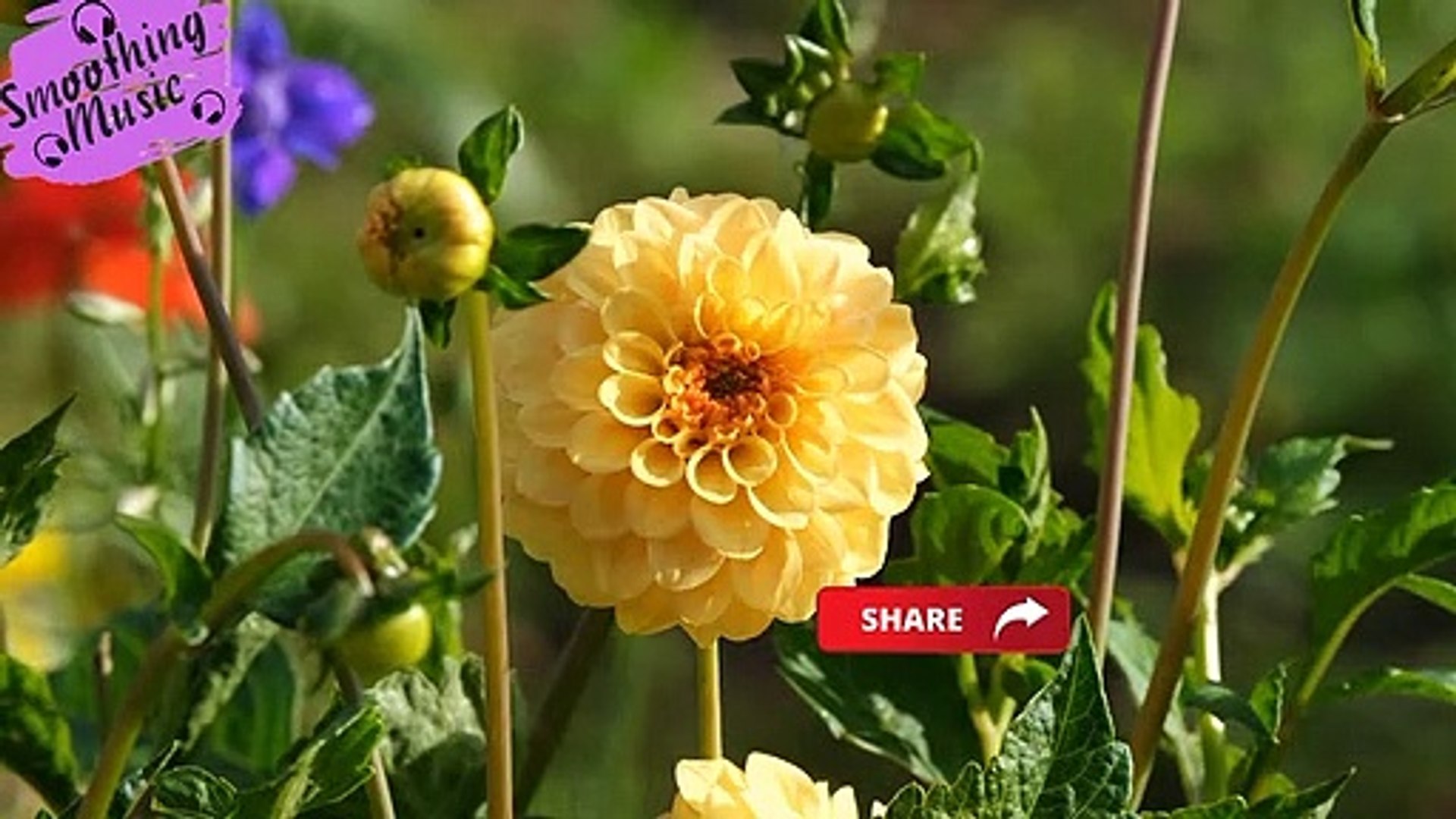 Morning Relaxing Music - Piano Music, Positive Music, Study Music