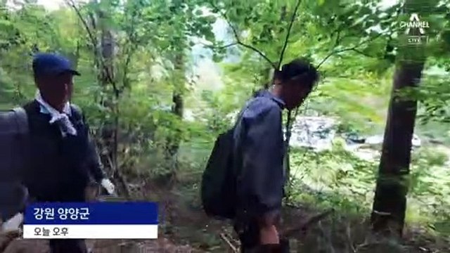 1kg에 90만 원…‘숲속 다이아몬드’ 양양 송이