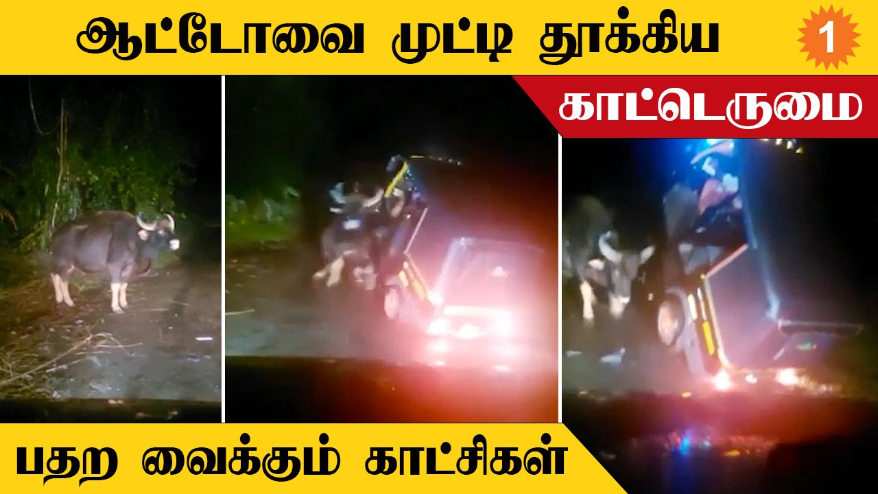 Viral Video | ஆக்ரோஷமாக சென்று ஆட்டோவை முட்டி தூக்கிய காட்டெருமை