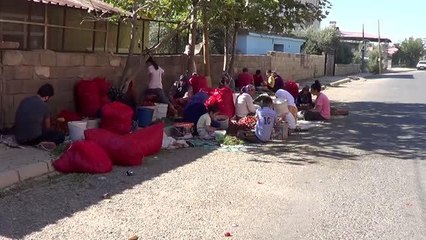 GAZİANTEP - Binlerce işçi biber temizleyerek aile bütçesine katkı sağlıyor