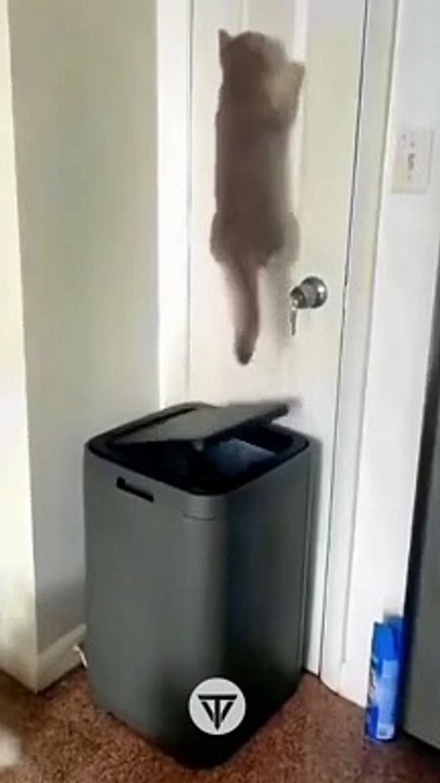 #funniest #animals #videoshorts Videos#cutest #cats and #crazy #dogs #toocute #doglovers #2022