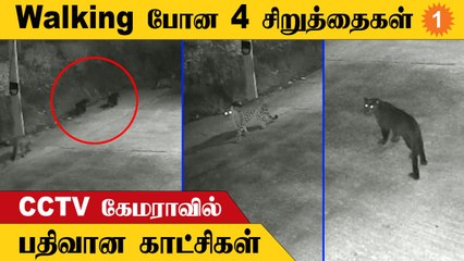கோத்தகிரியில் இரண்டு சிறுத்தைகள்,இரண்டு கருஞ்சிறுத்தைகள் உலா; மக்கள் பீதி Viral