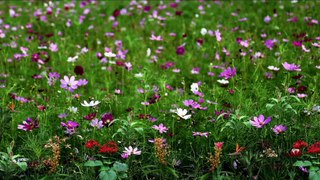 Healing Music Video with water and nature background Drone shots for soothing relaxation and Stress Relief your body.