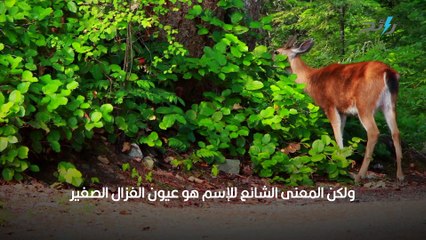 معنى اسم ميرال وصفات حاملة الاسم