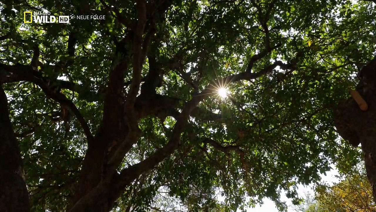 Afrikas Jäger Staffel 2 Folge 1 HD Deutsch