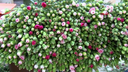 Kraliçe'nin cenazesine Türkiye'den 1,5 milyon karanfil