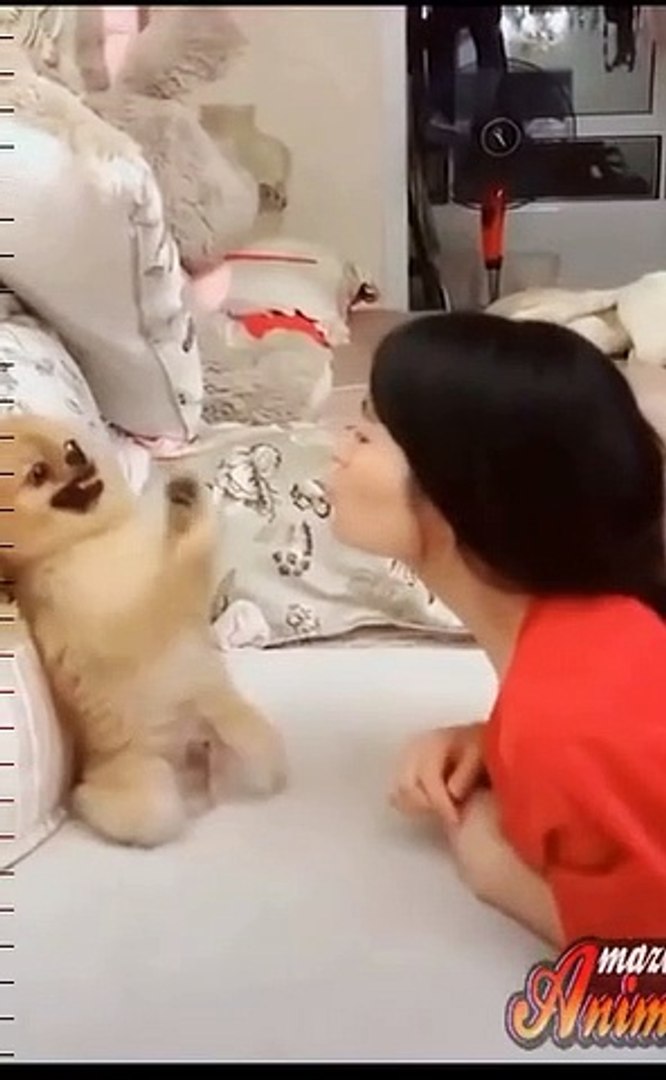 ⁣Cute — animal — cute dogs —funny animal videos—Funny video / Симпатичные — животные — милые собаки —