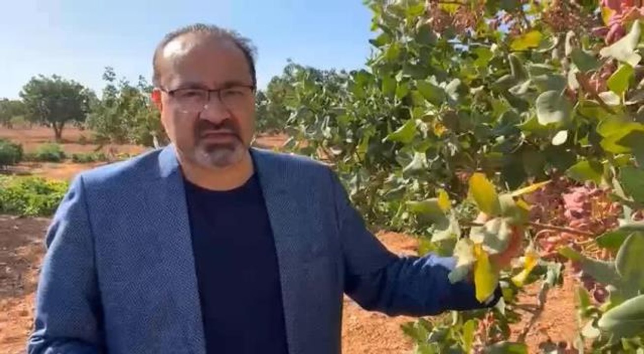 Gaziantep gündem: Gaziantep Milletvekili Yılmazkaya: "Devlet Gereken Desteklemeyi Vermezse 5-6 Yıl Sonra Belki de Antep Fıstığına Hasret Kalacağız"