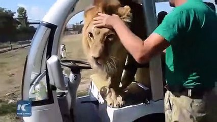 Ce lion vient demander des calins à des touristes