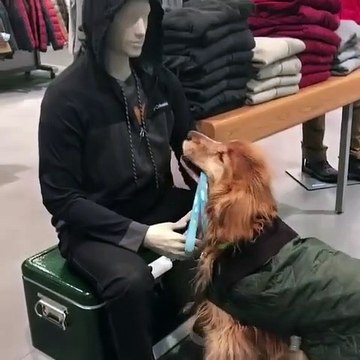 Ce chien demande un calin à un mannequin dans un magasin de vêtement