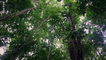 Documentaire  Au coeur de l'Australie sauvage - Forêts.2021.