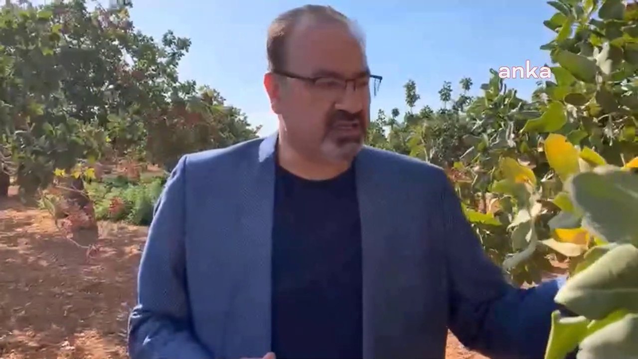 Devlet Gereken Desteklemeyi Vermezse 5-6 Yıl Sonra Belki de Antep Fıstığına Hasret Kalacağız