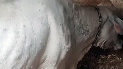 कहां है सरकार...!अब भी मर रहे लम्पी से गोवंशों
