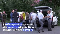 Dans le Vercors, on hurle avec les loups pour les débusquer