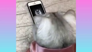 CUTE CAT, secretly sees a beautiful cat on the smartphone screen, he is afraid of being caught who has a smartphone