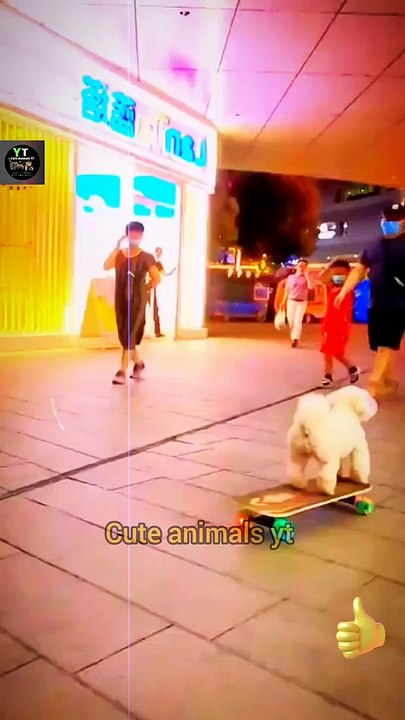 Wow Jast Beautiful Dog Skating Videos | Intelligence Dog Videos | Cute Animals Yt