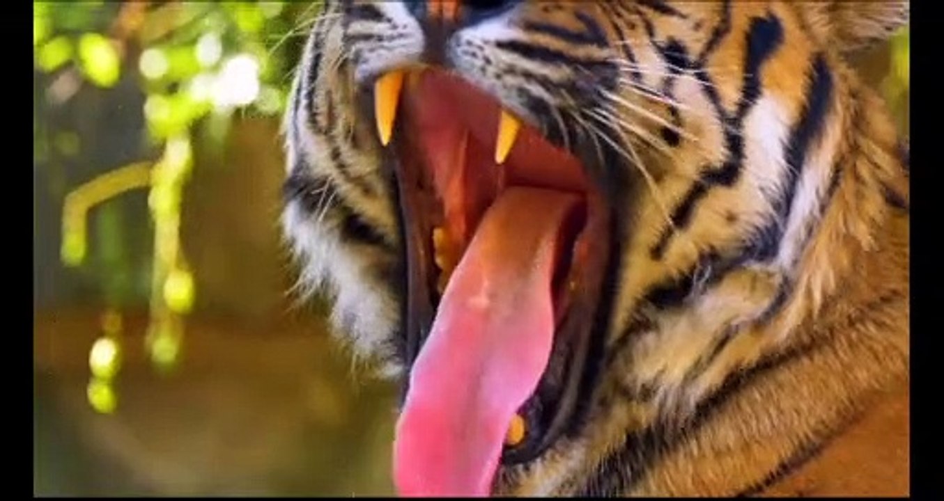 The World’s Largest Tropical Rainforest Part 1  | Jungle Sounds | Scenic Relaxation Film