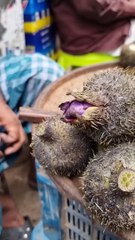 Unique Spiny Water Fruit Fox Nut of Bangladesh #shorts