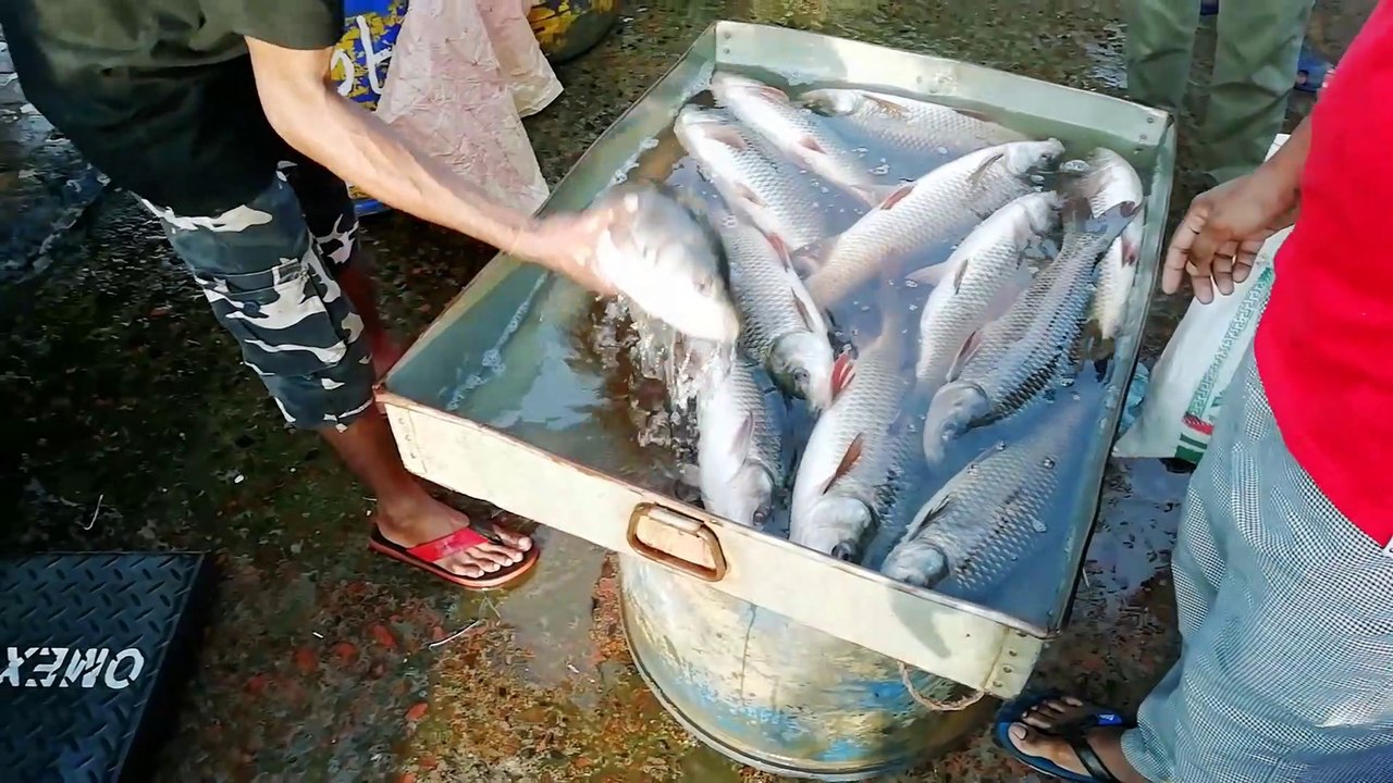 How fish sale in market in traditional way | Big fish | Small Fish ...