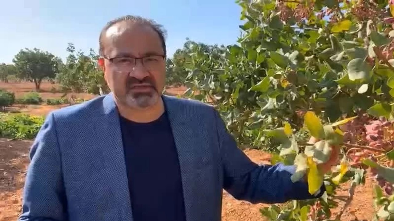 CHP'li Bayramkaya: Devlet gereken desteklemeyi vermezse 5-6 yıl sonra belki de Antep fıstığına hasret kalacağız