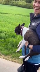 Cute and Funny dogs videos l Funny dogs videos l Funny Animals videos l Funny Animals