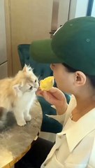 Funny & Cute Animals Videos l Cute Funny Cats and Dogs Videos